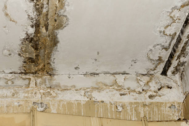 Best Real Estate Mold Inspection  in Holly Springs, NC