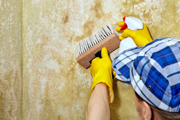 Best Environmental Consulting for Mold Prevention  in Holly Springs, NC